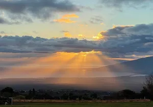 Maui Paint and Sip at Maui Bird House