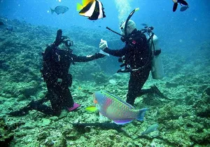 Falmouth Shore Excursion: 2-Tank Certified Scuba Diving Tour