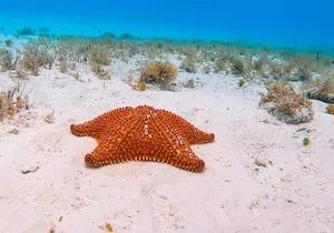 Excursion to Cozumel from Cancun