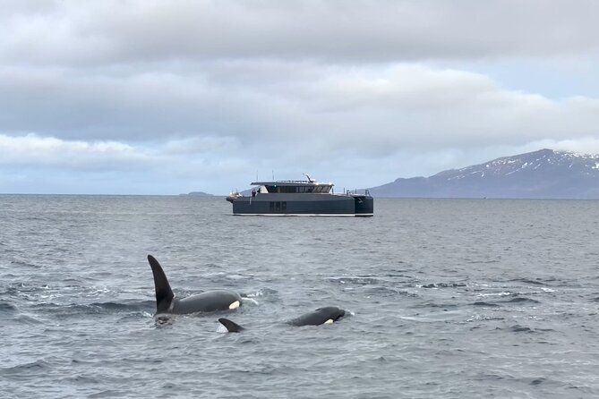 Luxury Whale Watching From Tromso - Small group and local guide