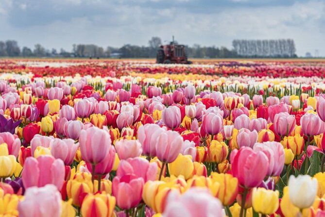 Private Sightseeing Tour Tulip Experience Keukenhof and Giethoorn