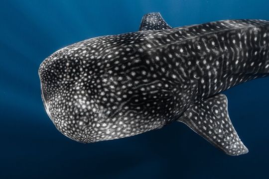 Offshore Safari in Kona + Free Underwater Videos