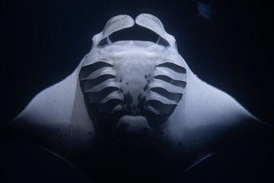 Night Manta Ray Snorkel