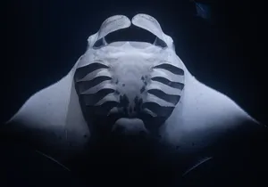 Night Manta Ray Snorkel + Free Videos