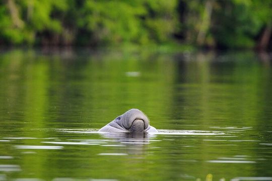 Guided Kayaking Manatee Tour near Orlando