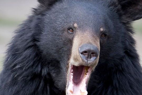 Bears, Totem Poles and Local Beer Alaskan Combo Tour