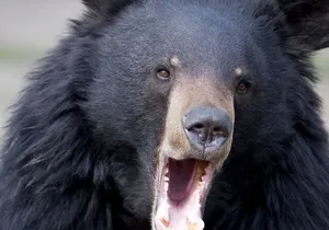 Bears, Totem Poles and Local Beer Alaskan Combo Tour