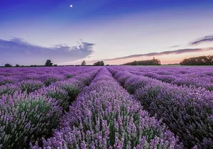 Maui Haleakala Volcano Summit Slingshot Tour from Kihei