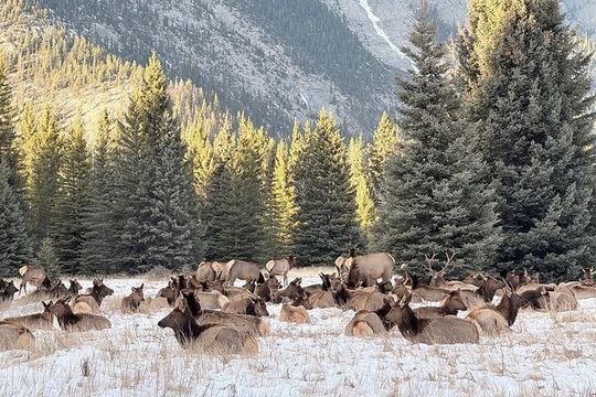 Banff Wildlife Explore and Johnston Canyon Hiking Tour