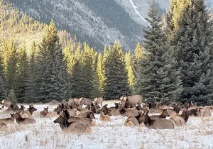 Banff Wildlife Explore and Johnston Canyon Hiking Tour