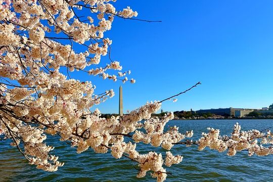 New York to Washington D.C. Spring Cherry Blossom Full-Day Tour