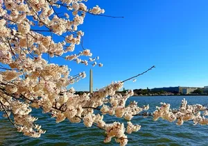 NYC to D.C Day Trip: Thomas Jefferson Memorial to Cherry Blossoms