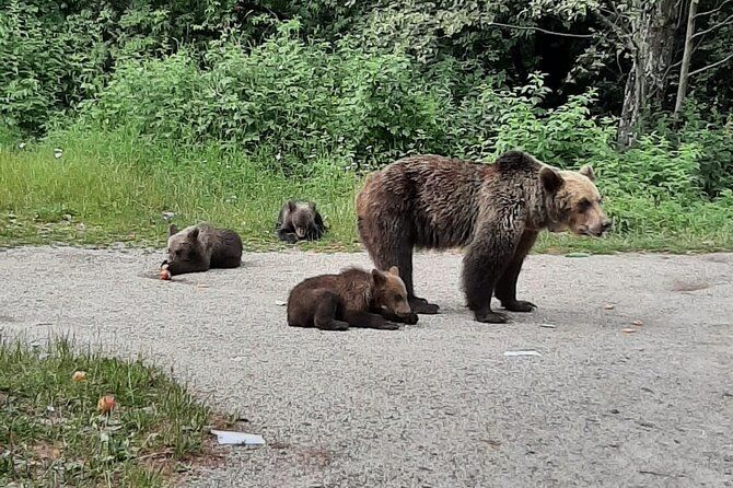 Meet Wild Brown Bears on the Roads to Real Dracula's Fortress