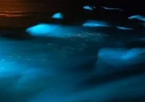 Luminous Lagoon Tour from Montego Bay (Private)