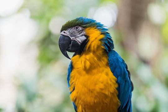 Jungle Island General Admission Ticket