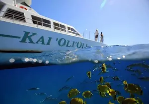 Oahu: Luxury Private Sunset Cruise, Whale & Dolphin Watch w/ Meal