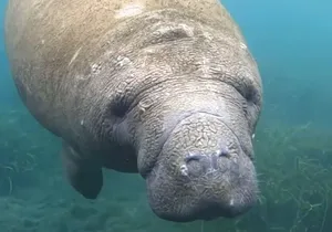 Sassy Silver Springs Kayak and Paddle Rental