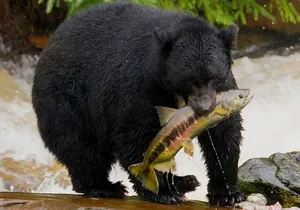 Alaska Wildlife Safari and Sightseeing Tour