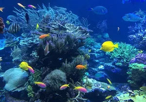 Falmouth Shore Excursion: Private Snorkel Tour