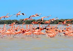 Mini Yucatan 3days 2 nights Chichen Itza Cenote Merida Uxmal Celestun Coba caves from Cancun