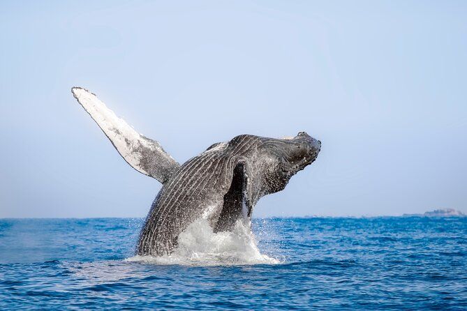 Whale Watching in Los Cabos – An Unforgettable Experience