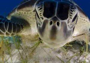 Tulum, Turtle and Cenote Snorkeling Adventure in the Riviera Maya