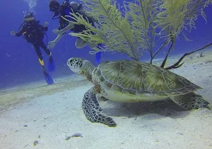 Certified 2-Tank Scuba Diving Tour from Montego Bay