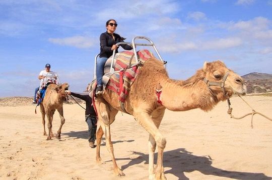 Camel Desert Ride Experience in Cabo