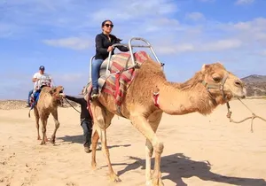 Camel Desert Ride Experience in Cabo