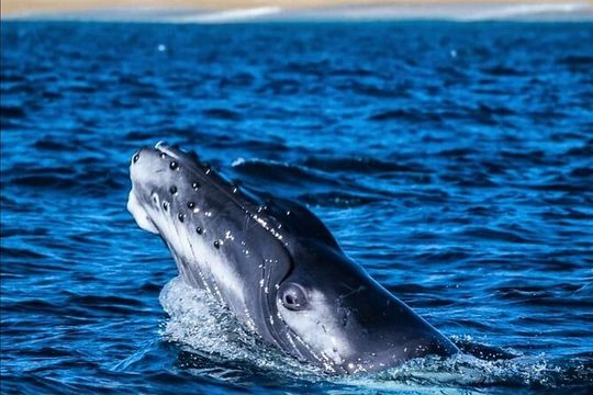 Whale Watching Warranty in San José del Cabo Snacks and drinks