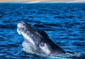 Whale Watching Warranty in San José del Cabo Snacks and drinks