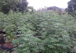 Stepping High Mountain Rastafari Herbs Tour