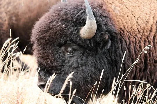 Great Salt Lake Safari - Discover Antelope Island