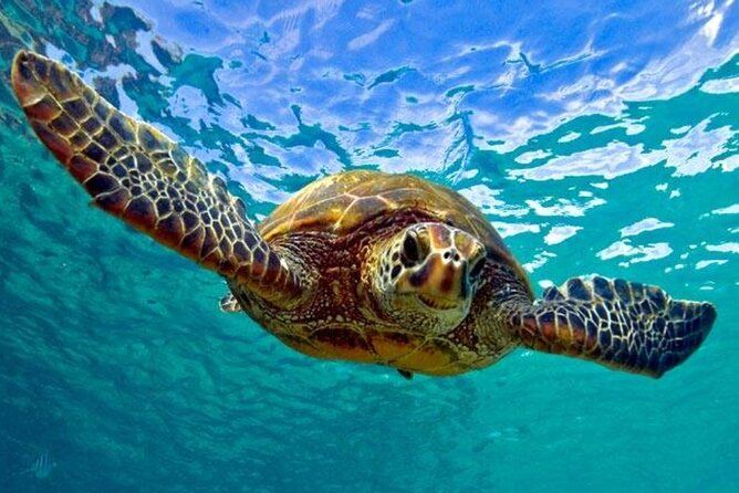 Snorkeling with Sea Turtles at St. Thomas