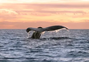 Educational Sunrise Whale Watching with Photos Included