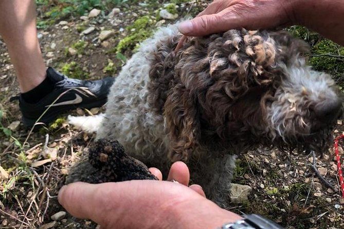 Truffle Hunting with Wine Tasting