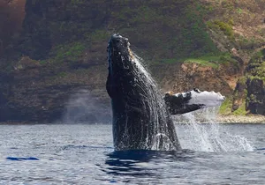 Private Whale Watch and Snorkel off Kaua'i