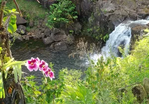 Botanical Tour and waterfall swim at The Cloudforest Bioreserve