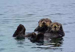 Sitka Whale Watch and Sea Otter Quest