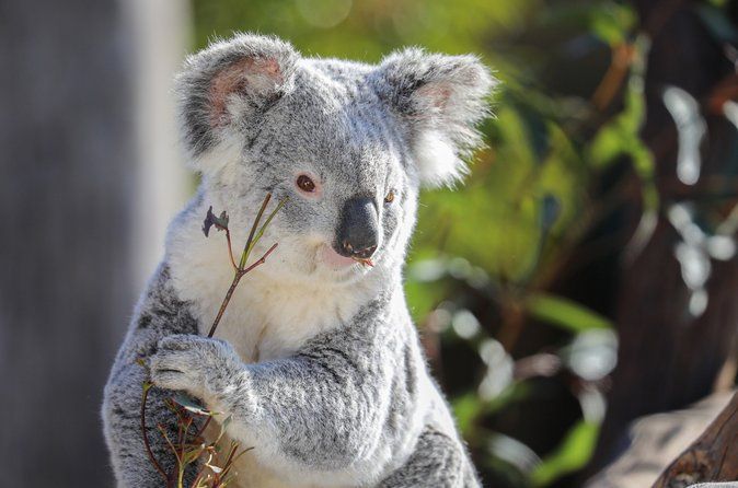 Sydney Zoo General Entry Admission Ticket
