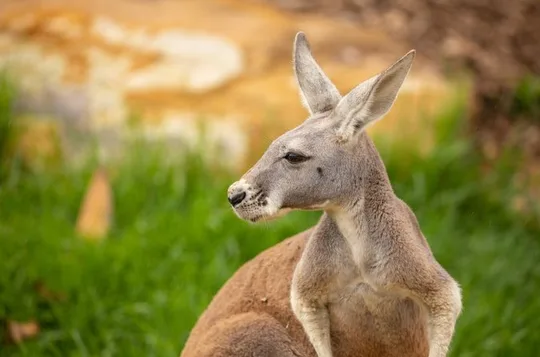 Sydney Zoo General Entry Admission Ticket