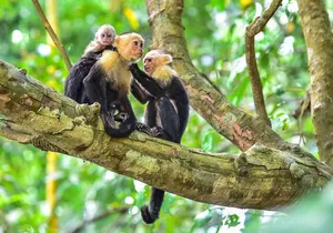 Central Park Zoo Skip-the-line Tickets & Private Transfers