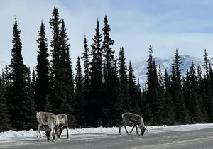 Extreme Cold Clothing Pkg - (Parka Snowpant Bibs Boots) No Tour