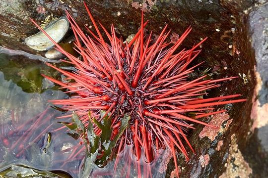 Guided Tour of Ketchikan’s Top Attractions