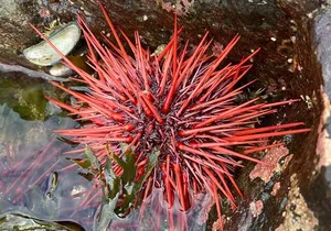 Guided Tour of Ketchikan’s Top Attractions