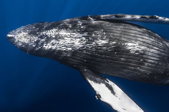 Small Group Whale Watching in Kona Hawaii