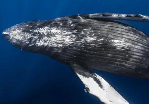 Whale Watching in Kona Hawaii