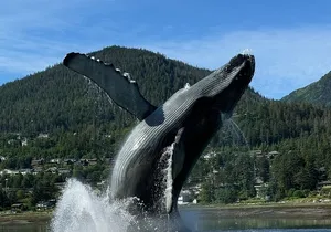 Juneau Highlights and Mendenhall Glacier Tour