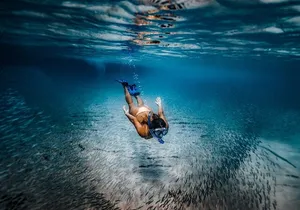 Whale Watching Snorkel Combo