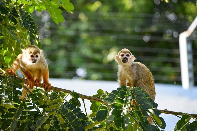 Monkey Encounter and Zip Line Tour from Amber Cove and Taino Bay